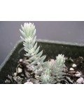 Sedum reflexum `Nanum`